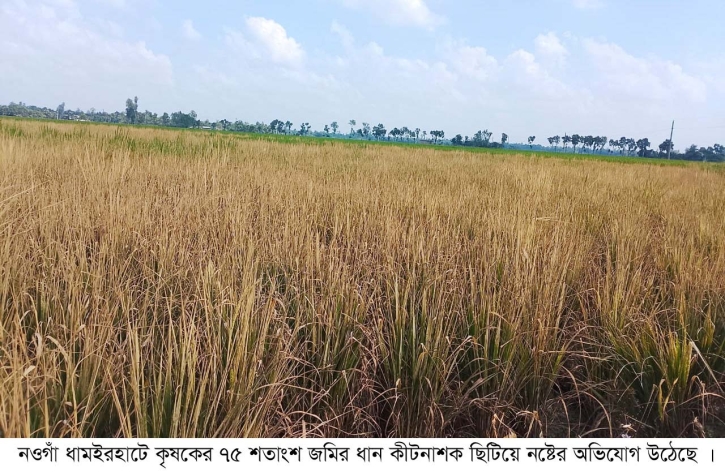 নওগাঁর আত্রাইয়ে কৃষকের ৭৫ শতক জমিতে বিষ প্রয়োগে ফসল নষ্টের অভিযোগ